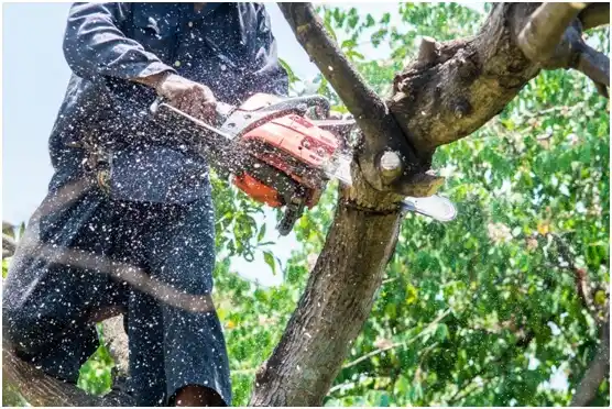 tree services Midtown